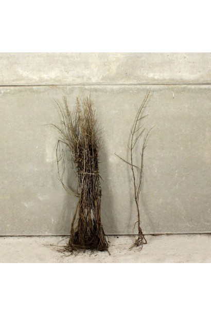 Обліпиха Чуйська Солодка - саджанці голий корінь